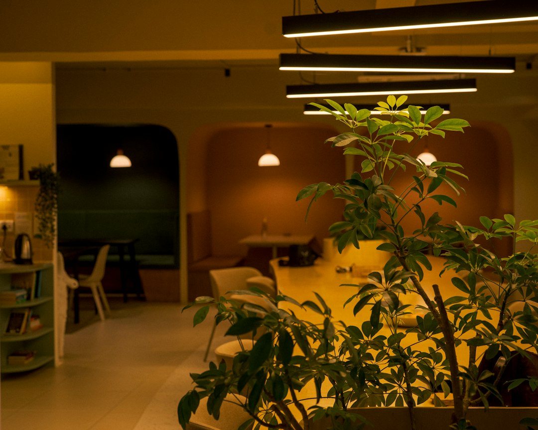 Cannabis grow room